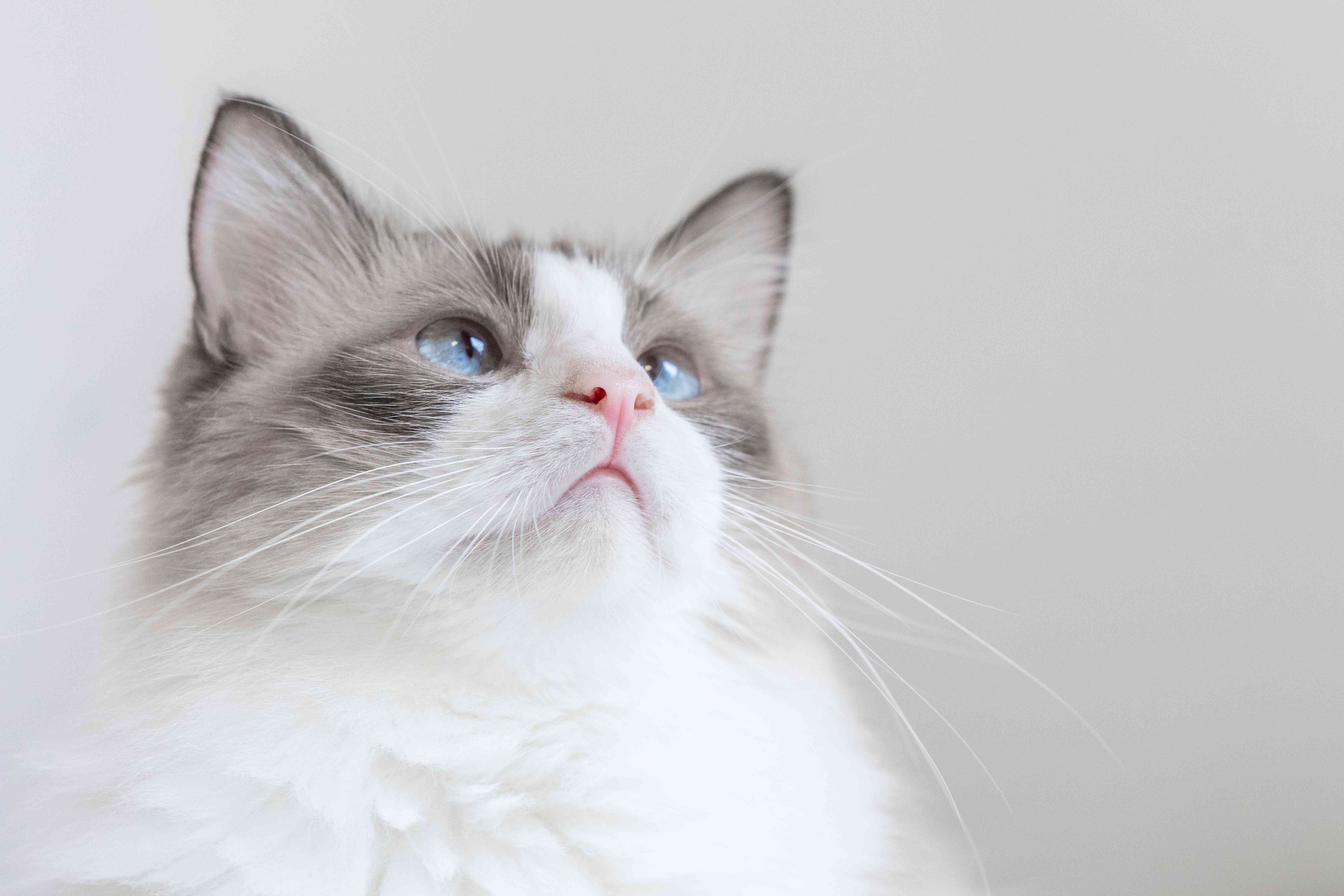 Creamy cat treat