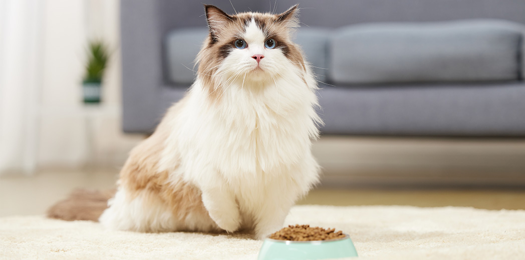 Cat treat pouch